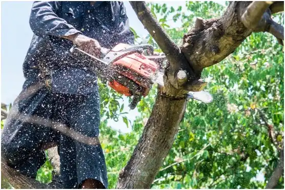 tree services South Wenatchee